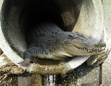 Cocodrilos bajo las calles de Nueva York