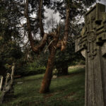 Creepy looking tree in the Extra Mural Cemetery Brighton