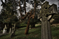Creepy looking tree in the Extra Mural Cemetery Brighton