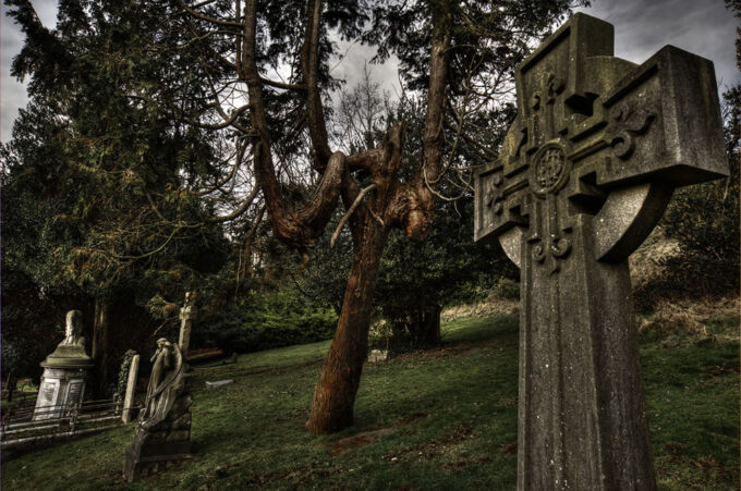 Creepy looking tree in the Extra Mural Cemetery Brighton