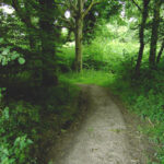 Footpath in Clapham Wood   geograph.org .uk   870296