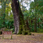 Highlands Hammock State Park 690x461 1