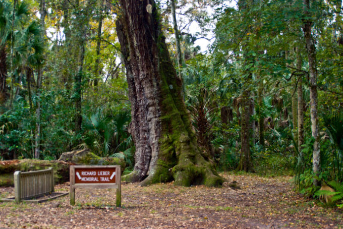 Highlands Hammock State Park 690x461 1
