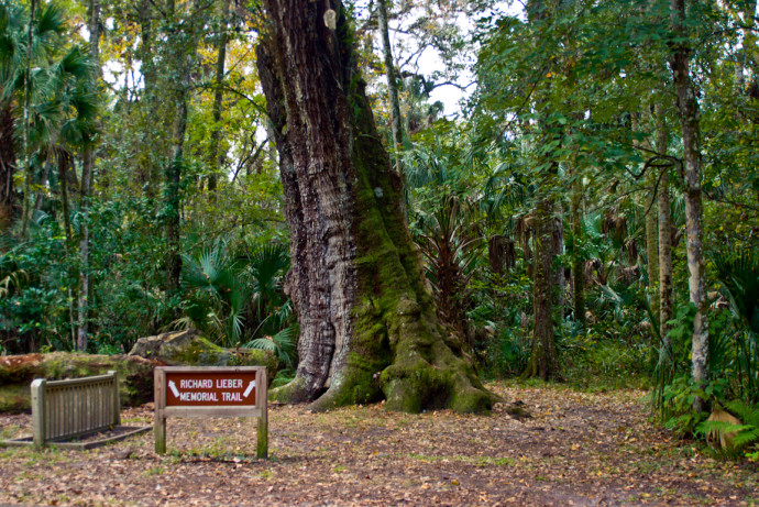 Highlands Hammock State Park 690x461 1