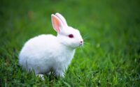 White Bunny Wallpaper 1440x900 wallpaperhere