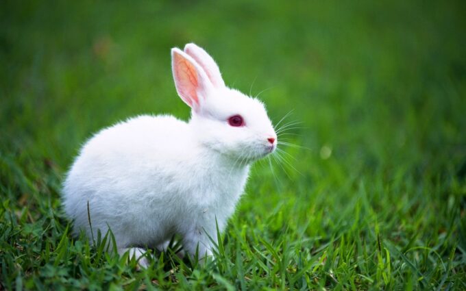 White Bunny Wallpaper 1440x900 wallpaperhere