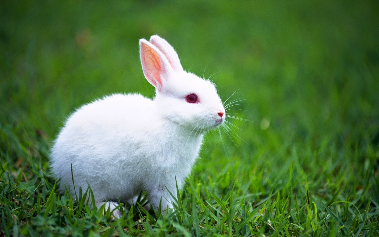 White Bunny Wallpaper 1440x900 wallpaperhere