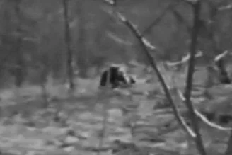 Imagen en blanco y negro de un paisaje forestal con un objeto indistinguible en el centro, rodeado de árboles y vegetación. La escena sugiere un ambiente natural y posiblemente misterioso.