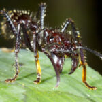 landscape 1439483159 bullet ant