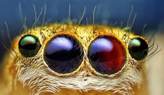 Primer plano de los ojos de una araña, mostrando detalles de su estructura y colores vibrantes, ideal para estudios sobre la anatomía de los arácnidos.