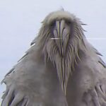 opium bird 936457182