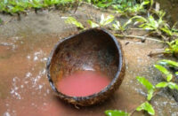 red rain coconutshell